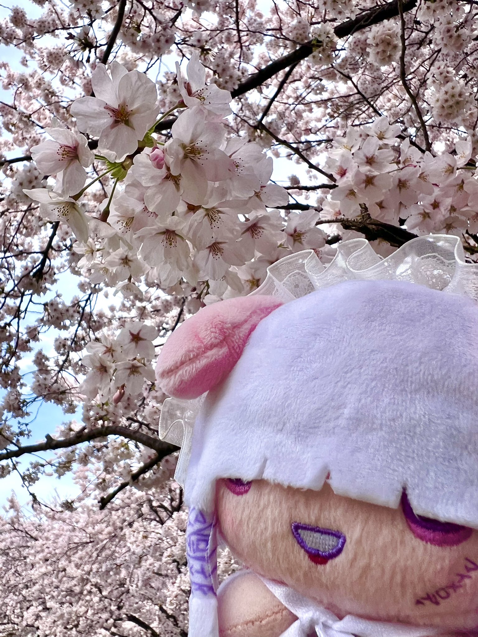 木蓮 (@0yasum1nasa1zzz) / X
