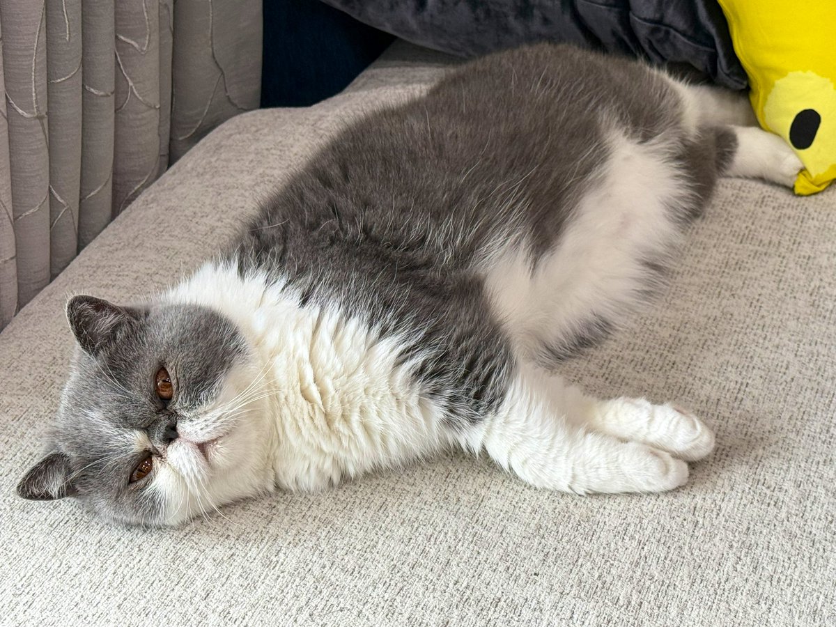 ソファーを占領して寝る猫