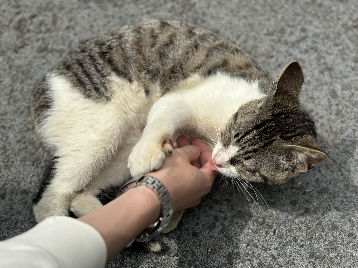 甘え上手すぎる野良猫