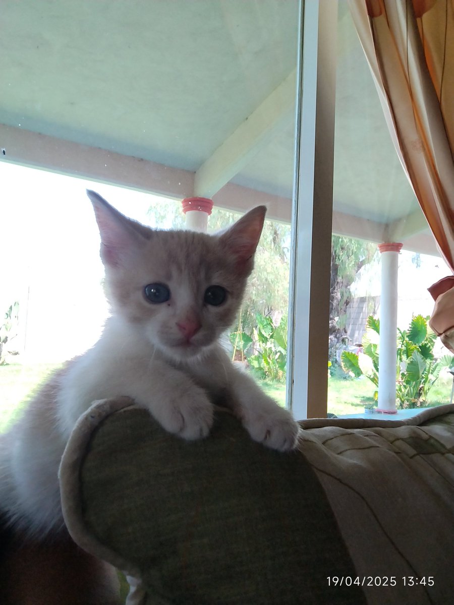 Francisco Martinez tweet media