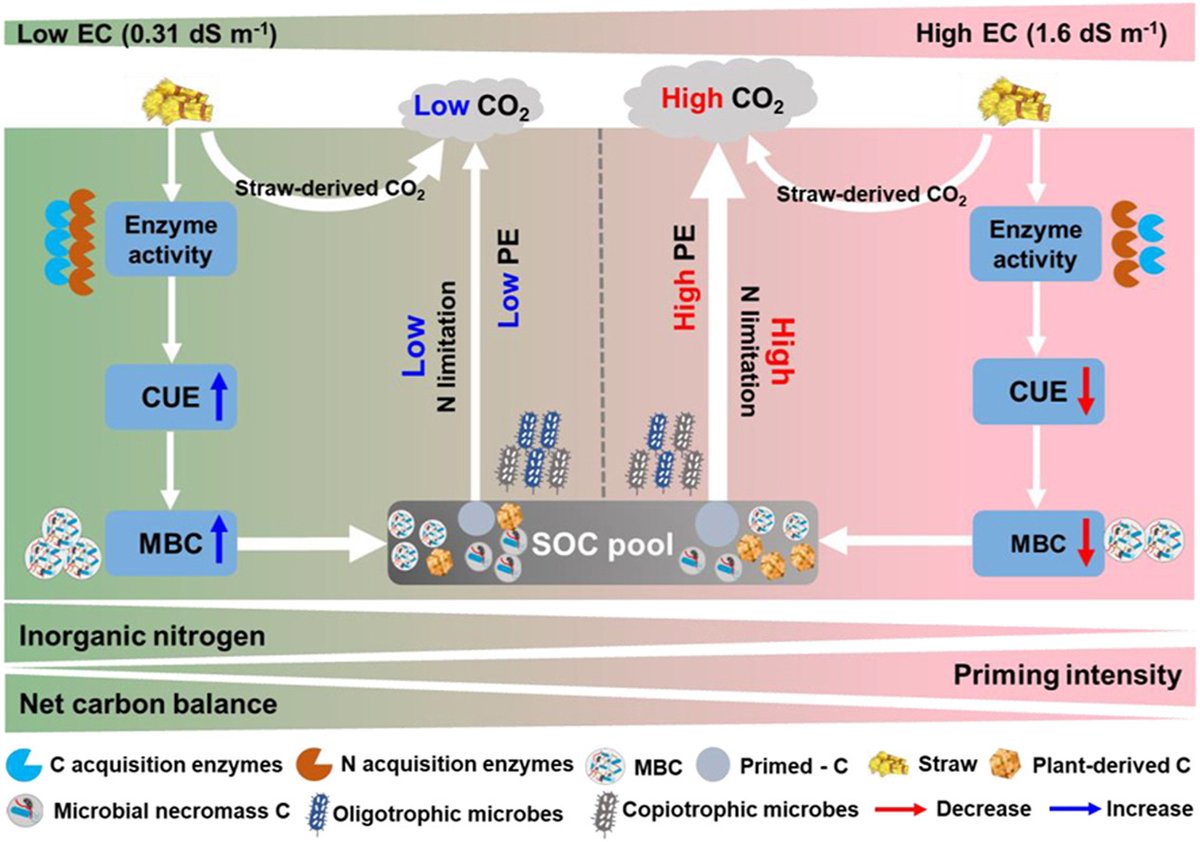 Yakov Kuzyakov . . . priming Soil Science (@ykuzyakov) on Twitter photo 💥NEW in <a href="/SoilBiolBiochem/">Soil Biology & Biochemistry Journal</a>
🧊Salinity reduces straw decomposition but primes #soil organic carbon loss
doi.org/10.1016/j.soil…
Free Link: authors.elsevier.com/c/1kyqe8g13fGf2
#SoilOrganicMatter #primingeffect #CO2 #microbialbiomass #enzymes #straw #soilbacteria
#13Clabeling #isotopes 💥NEW in <a href="/SoilBiolBiochem/">Soil Biology & Biochemistry Journal</a>
🧊Salinity reduces straw decomposition but primes #soil organic carbon loss
doi.org/10.1016/j.soil…
Free Link: authors.elsevier.com/c/1kyqe8g13fGf2
#SoilOrganicMatter #primingeffect #CO2 #microbialbiomass #enzymes #straw #soilbacteria
#13Clabeling #isotopes
