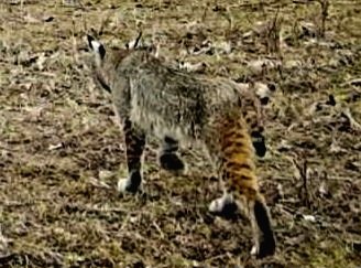 45yrsArmy's tweet photo. Here's a different contrast on Bob Cat https://t.co/wbULLu9tMM