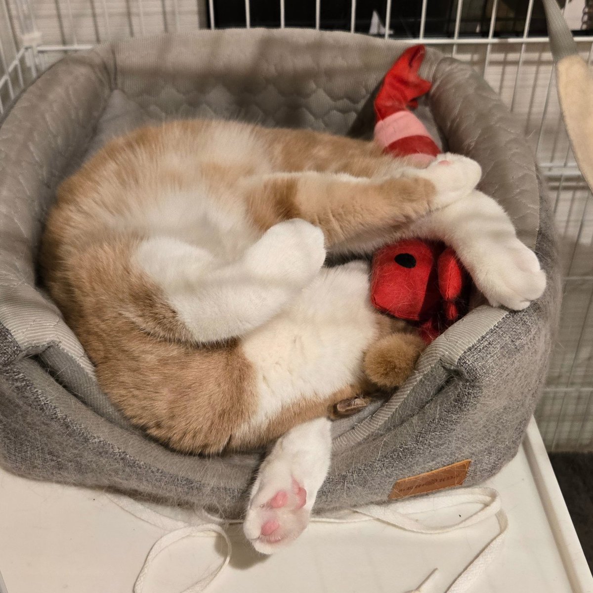 うちのノエル、気づくと変な寝相してるのでほんとおもしろいです。
#ノエルとリアム