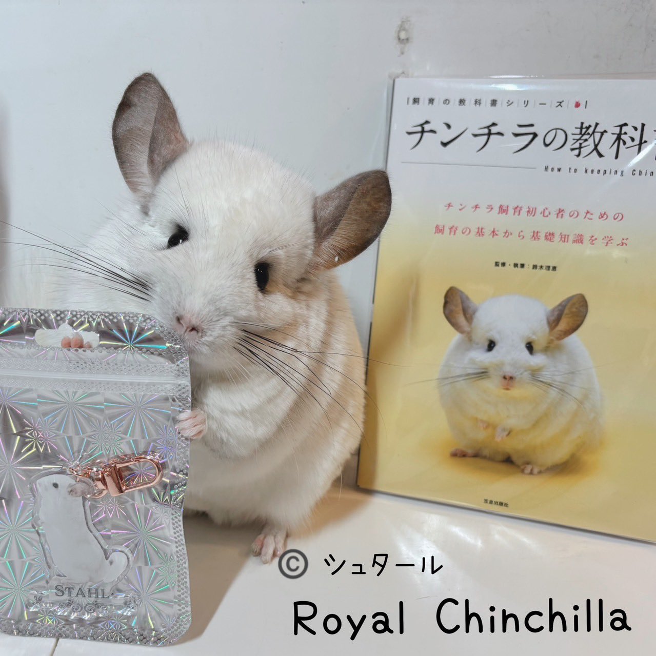 Royal Chinchilla(ロイヤルチンチラ) (@ChinchillaRoyal) / X Royal Chinchilla(ロイヤルチンチラ) (@ChinchillaRoyal) / X