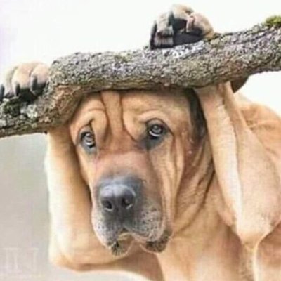 RexMidzi's tweet photo. A section of South Africans right or wrong feel they don't want Zimbabweans there 💔

It's ok 👍🏿 

My dream is that one day, our people can return home to prosperity 

We then lock the border gates so no one comes in after 

Zimbabweans deserve better 💔 https://t.co/LczevaCzxa