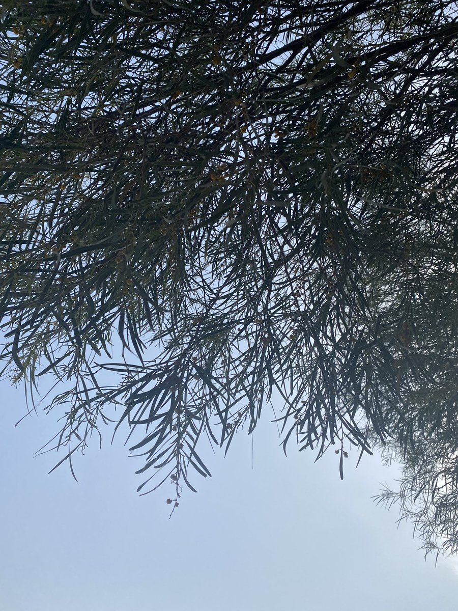 الغيم يلعب 
على أوتار الهوى
صباح الخير 🌹