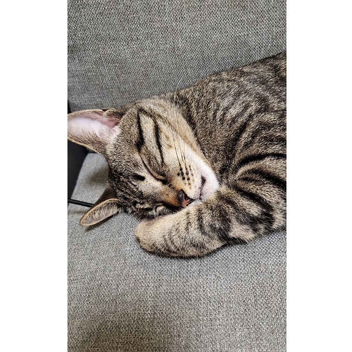 _ERIIIIIKA_'s tweet photo. もうすぐ10ヶ月🐈‍⬛ https://t.co/fBGybJdF4A