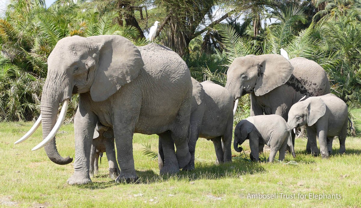 Happy Easter from all of us at Amboseli Trust for Elephants! 
Wishing you a joyful day filled with peace, hope, and a little bit of wild wonder.  

Thank you for being part of our extended elephant family.