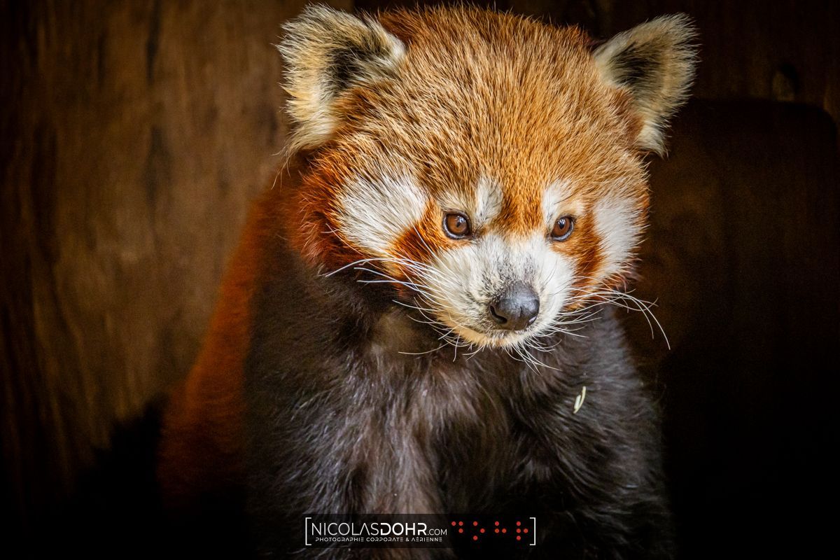 NicolasDohr's tweet photo. Bao, Zaya, Ying Tao ou Huli… Qui nous fixe ainsi ? Réclamation de bambou ou réflexion philosophique ? Difficile à dire.

📸 Qu’est-ce que ce regard vous inspire ?

#PandaRouxDuDimanche #Photographie #nicolasdohr https://t.co/DhKOTXkbbT