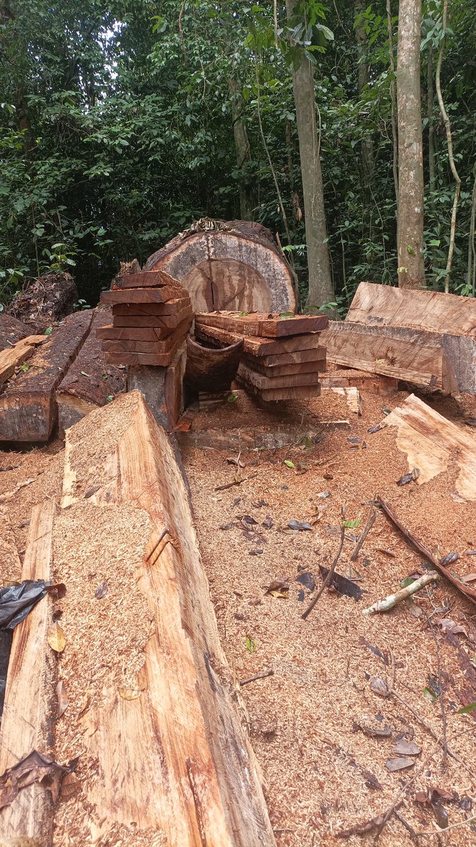 🌿 Every minute,an area of tropical forest equivalent to 20 football fields is lost to deforestation. Let’s raise awareness and take action to stop this alarming trend! #SaveOurForests #Deforestation
