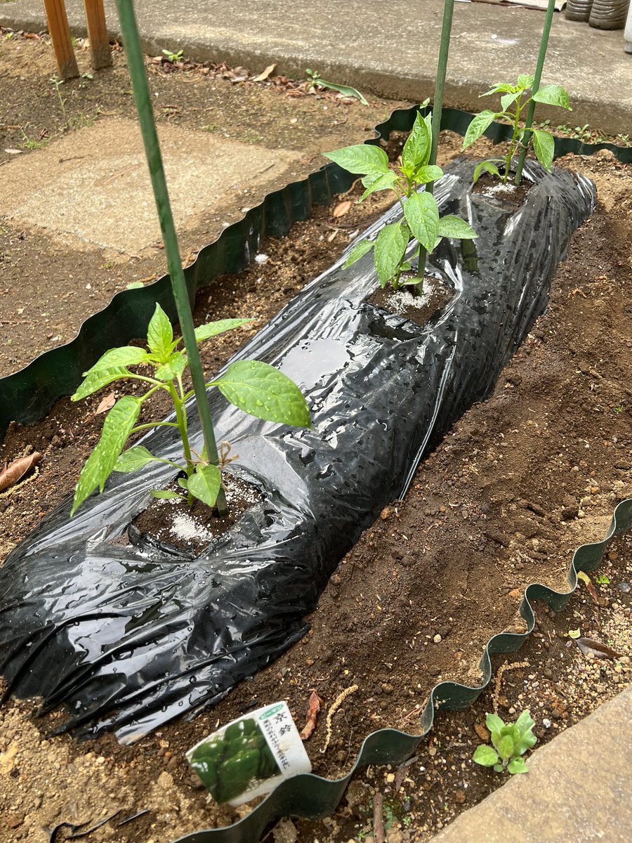 おはこんにちばんわ✨なおちこです😄

お天気や仕事の都合等を
考えた結果、本日ナスさん、
ピーマンくんがちー畑の仲間入りを
しました👏🏻😆🎊
風除けも迷ったけど…とりあえず✨

人参さんは蒔き直しかなぁ💦

#家庭菜園
#ナス  #ピーマン
