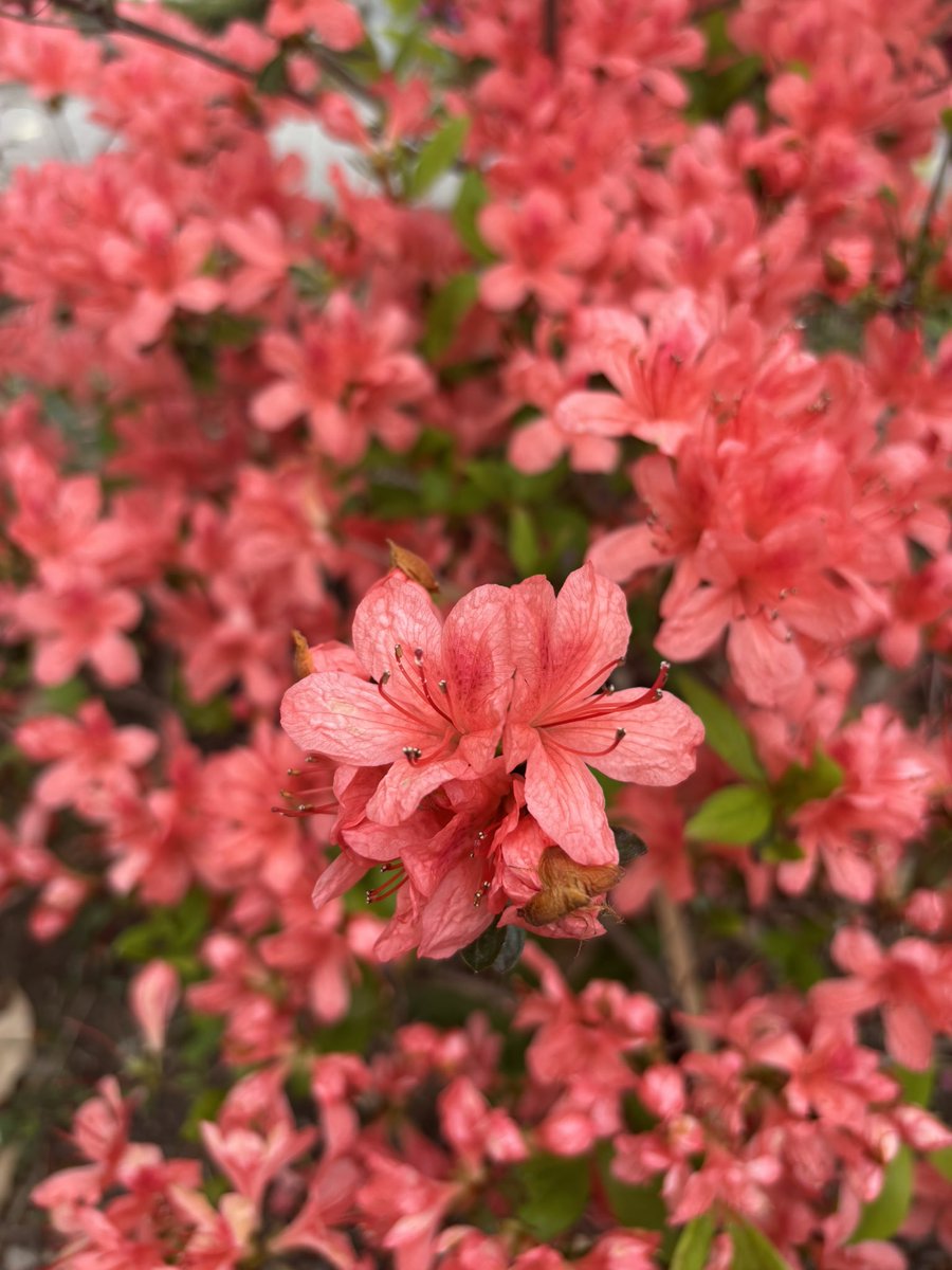 図書館からの帰り道。桜の次はツツジが狂い咲き。そしてカップルがしりとりしながら歩いてく。こりゃプライスレス(*´∀｀)ｳﾌﾌ