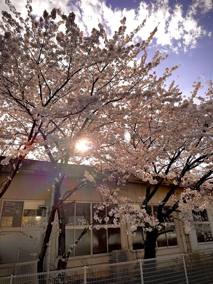 d0107ug's tweet photo. #桜 https://t.co/KAc3mCCv53
