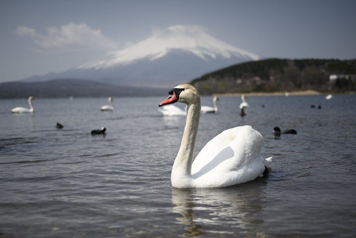 YUFD3S7's tweet image. 山中湖にて📸
#dslr #nikonz5 #40mmf2