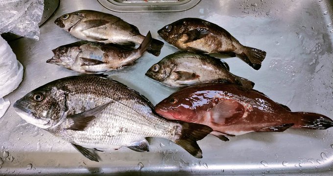 ちゅんず昨晩の釣果
メバル23～25cm
キジハタ35cm
クロダイ38cm

意外と大きくなかったは 