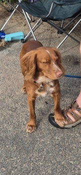 millypod1's tweet photo. FREDDIE HOME SAFE. THANKS FOR RT's 😊🐕🐾

🆘17 APR 2025 #Lost FREDDIE #ScanMe #Tagged
YOUNG Red/White Cocker Spaniel Male 
#Malltraeth #Anglesey #NorthWales #Wales #LL62 #A4080 Isle of Anglesey. 
https://t.co/o7PGLSzZs7 https://t.co/6LzRNnvzl3