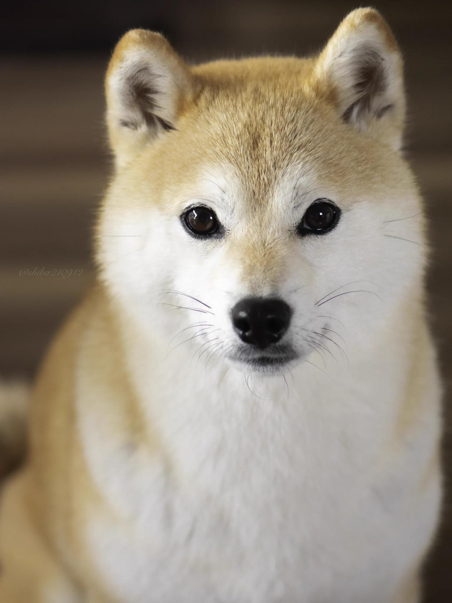 しばいぬ 柴犬もも (@shiba210912) / X