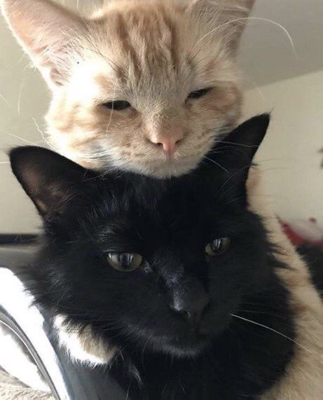 honggshi's tweet photo. my fav cats i love u my hongkitty and legokitty 💔 https://t.co/RdyOQYunZn