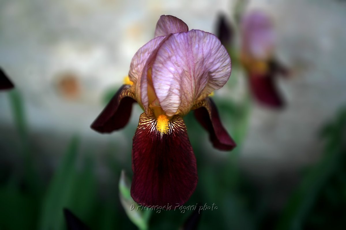 Tanti auguri oggi,
ma sia Pasqua ogni giorno.
Dificcile davvero,
ma sono qua da tanto,
conosco la bontà delle persone.
Percepisco la comprensione,
vedo i saluti.
Rispondo quando posso.
Sia Pasqua per tutti,
per gli anziani fanciuli,
a chi non sta bene,
a chi trova ancora parole.