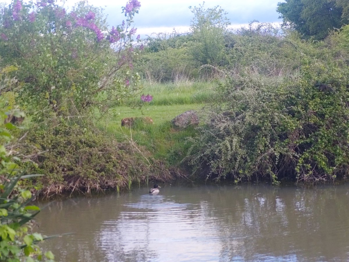 ericdoumas's tweet photo. Chasse aux œufs de canes infructueuse ce matin!
#dimanchedepaques
Seul patte de bui était là ce matin. Il n'a pas voulu m'aider https://t.co/EGr9c0CCWO