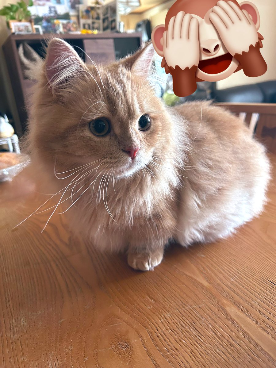 栗原🐒Curihara tweet media