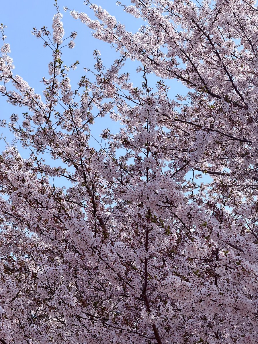 keepcharge's tweet photo. 🌸🌸 https://t.co/yjEjcqwjEt