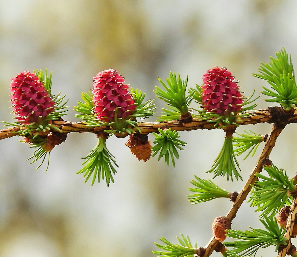 RitvaSavolaine1's tweet image. Lehtikuusi kukkii! #lehtikuusi #ig_finland #springishere #kevät2025