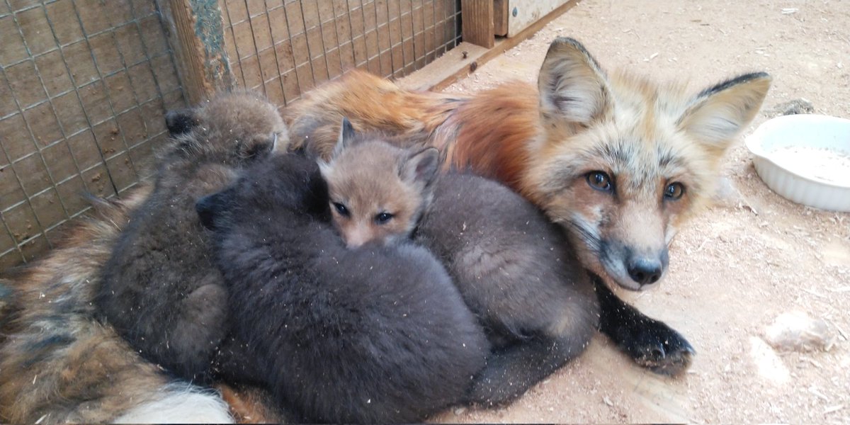 kon_fox_village's tweet photo. こぎつねの展示始まっています
まだまだお母さんに守られているので見られないかもしれませんがその際はご容赦ください💦 https://t.co/AXAtK5wpxb