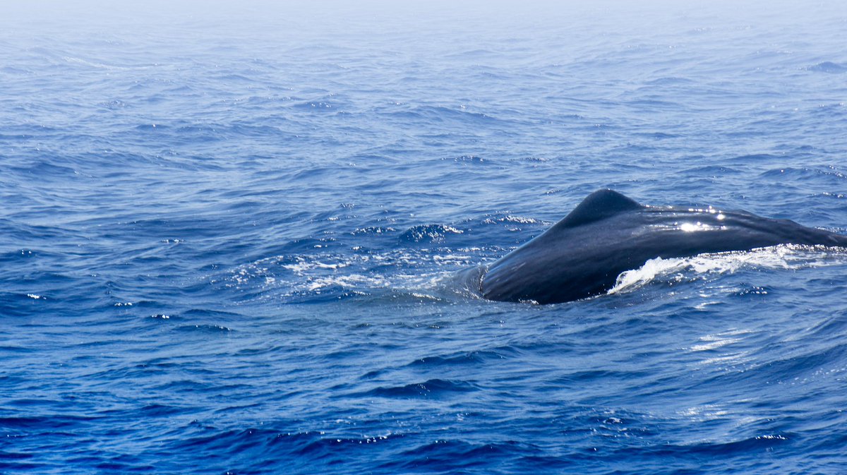 Türkiye'de Balina Var! 🐳
Akdeniz’in engin sularında sessizce yol alan devler var: İspermeçet balinaları (Physeter macrocephalus) 
Türkiye'nin denizlerinde de yaşayan bu gizemli canlılar hakkında hâlâ çok az şey biliyoruz. Ancak bu durum, bir araştırma seferiyle değişmek üzere +