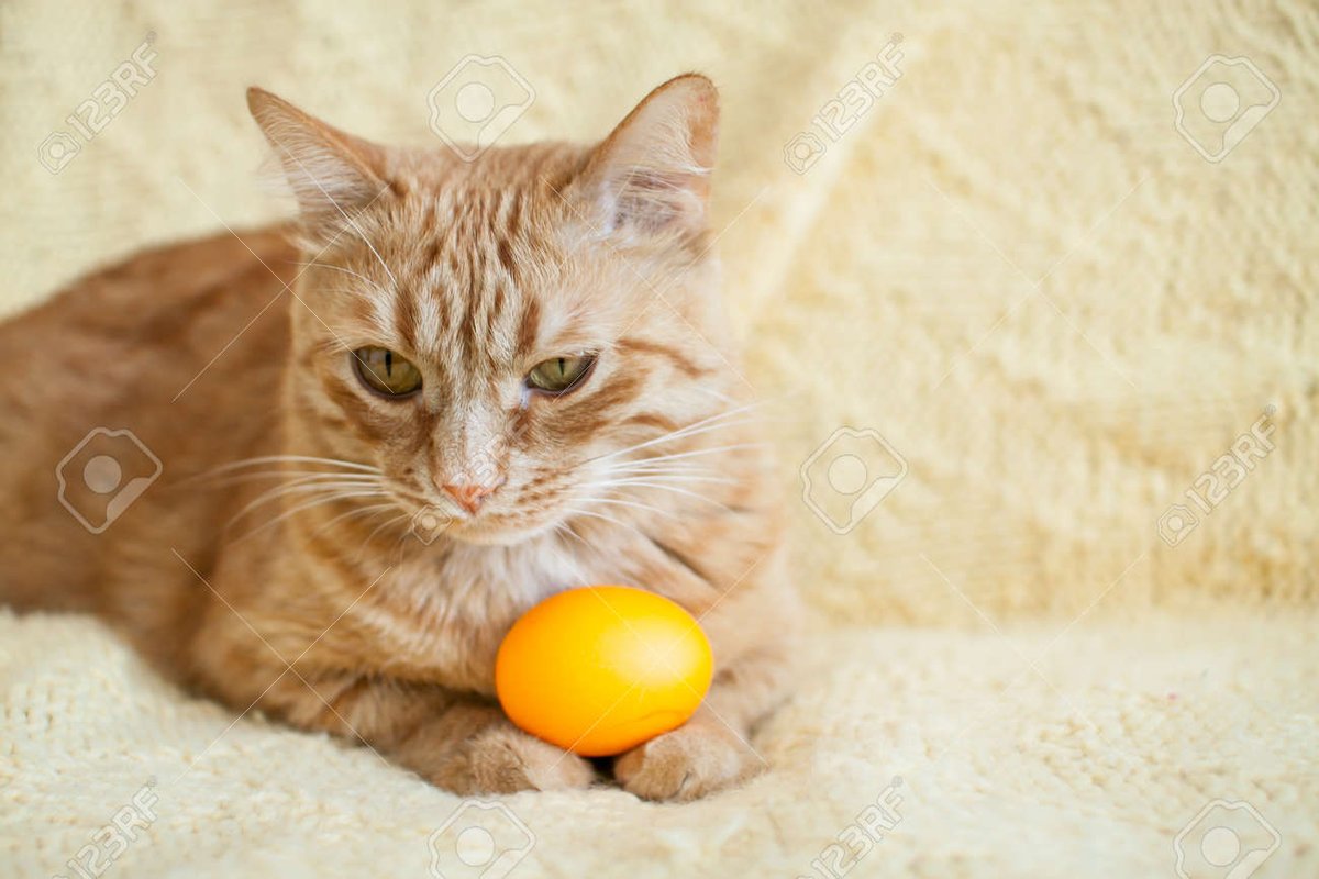 Buona Pasqua!!!!!!!