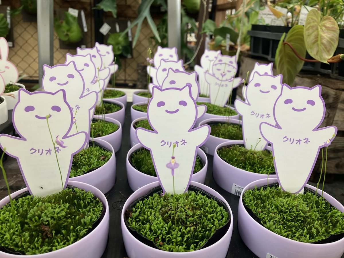 ガーデンセンター瑞穂店】 またまた可愛い食虫植物入荷しております