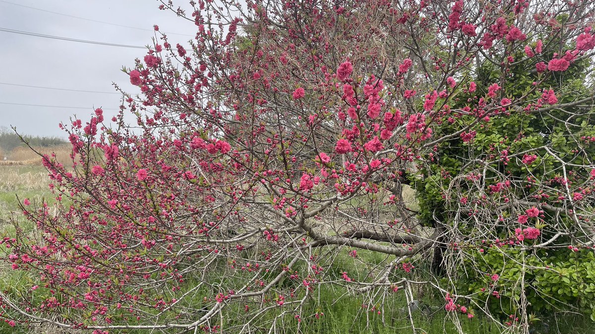 길 위의 신부 tweet media