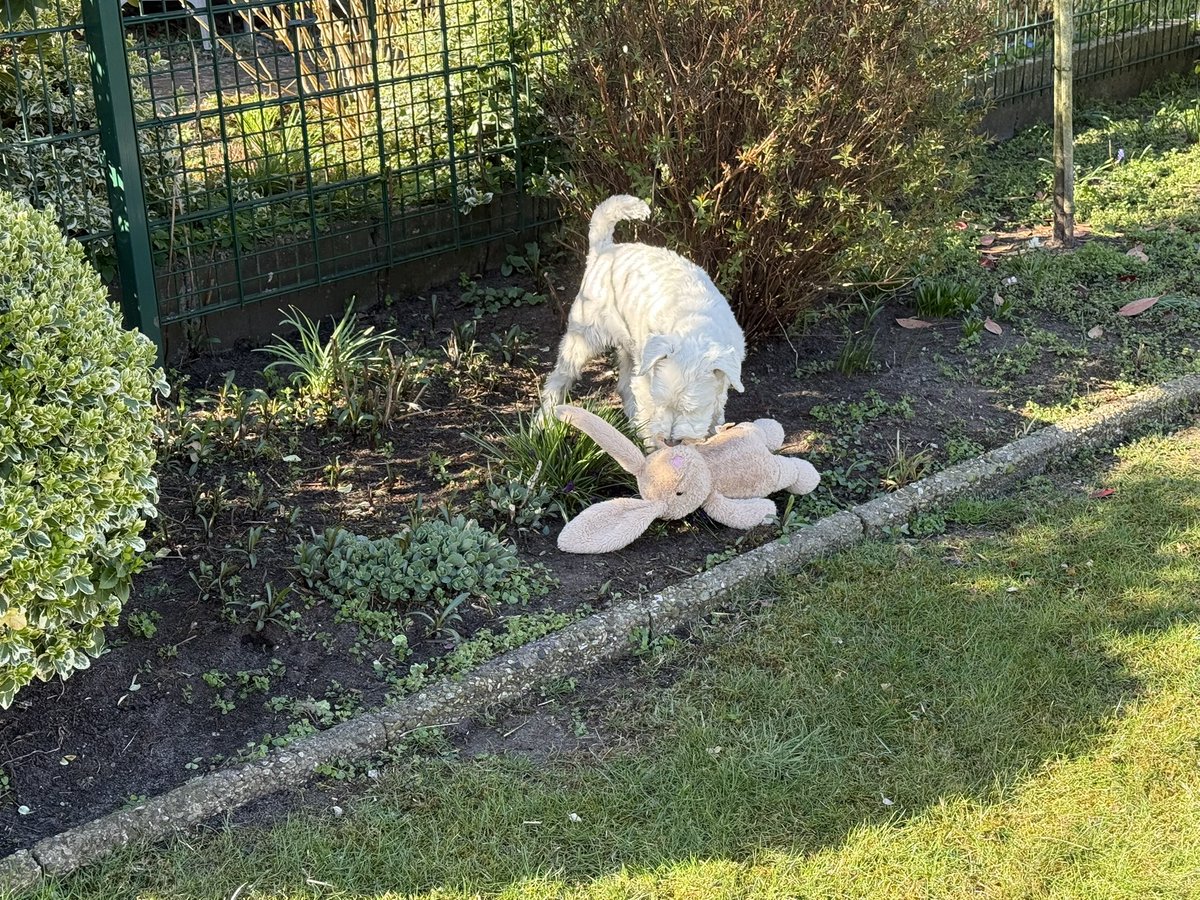 Osterhasibaum

Also ich pflanze hier jetzt mal einen Osterhasibaum im Beet!

Nächstes Jahr hab ich dann ganz viele Osterhasis! 

Frohe Ostern Euch allen

🪏🪴 🐰🐩 🥳

#TwitterRudel #SkippiBarkow #SchnauzerGang #Schnauzer #DogsOfTwitter #Dogs 🐕 #Ostern #Osterfest