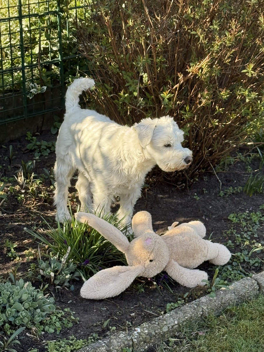 SchnauzerSkippi's tweet photo. Osterhasibaum

Also ich pflanze hier jetzt mal einen Osterhasibaum im Beet!

Nächstes Jahr hab ich dann ganz viele Osterhasis! 

Frohe Ostern Euch allen

🪏🪴 🐰🐩 🥳

#TwitterRudel #SkippiBarkow #SchnauzerGang #Schnauzer #DogsOfTwitter #Dogs 🐕 #Ostern #Osterfest https://t.co/PtW1jk38Ea
