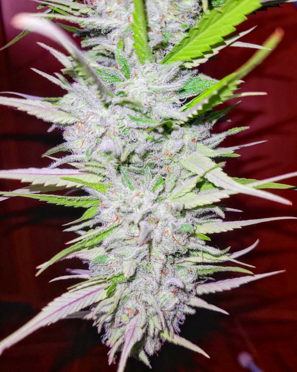 ✨️Happy 420✨️
Que la magia de la Santa Planta te llene el corazón de amor y sanación.
Si te quiero más reviento Mi Maestra 🌱

📸 Break up cake 
<a href="/KannabiaSeeds/">Kannabia Seeds ES</a>