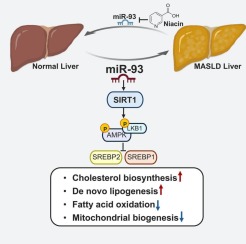 Bruno Ramos-Molina, PhD (@brunorm84) on Twitter photo Hepatic miR-93 promotes the pathogenesis of #MASLD by suppressing SIRT1 <a href="/Els_ENDO/">Elsevier Endocrinology & Diabetes</a> metabolismjournal.com/article/S0026-… Hepatic miR-93 promotes the pathogenesis of #MASLD by suppressing SIRT1 <a href="/Els_ENDO/">Elsevier Endocrinology & Diabetes</a> metabolismjournal.com/article/S0026-…