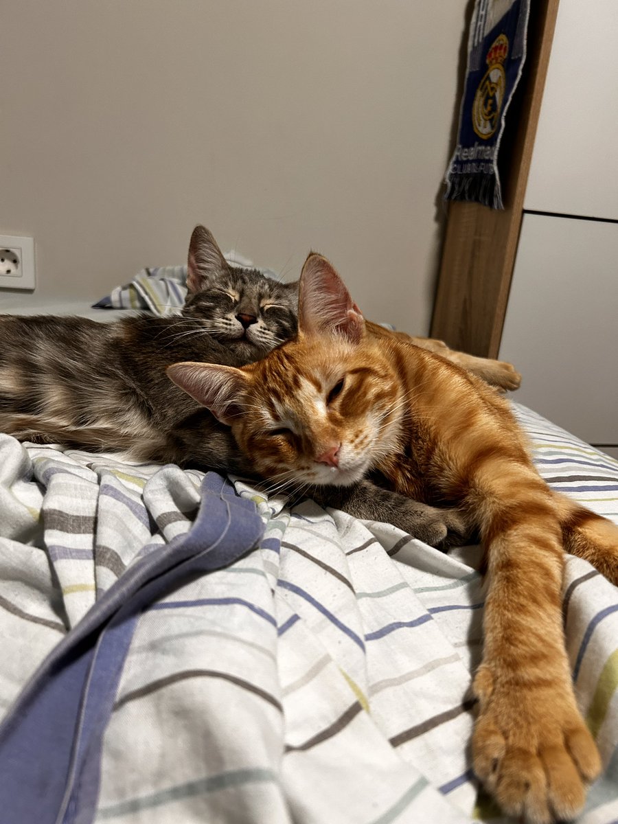 zeaalus's tweet photo. Hace un año adopte estas dos preciosidades, son los gatos mas buenos que he tenido nunca, les encanta traerte los juguetes y que se los lances y son muy cariñosos, jamas me han arañado ni mordido. Por desgracia por motivos medicos de salud no puedo tener mascotas nunca mas en —> https://t.co/cVY9LuAOAZ