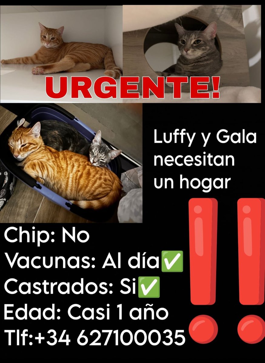 zeaalus's tweet photo. Hace un año adopte estas dos preciosidades, son los gatos mas buenos que he tenido nunca, les encanta traerte los juguetes y que se los lances y son muy cariñosos, jamas me han arañado ni mordido. Por desgracia por motivos medicos de salud no puedo tener mascotas nunca mas en —> https://t.co/cVY9LuAOAZ