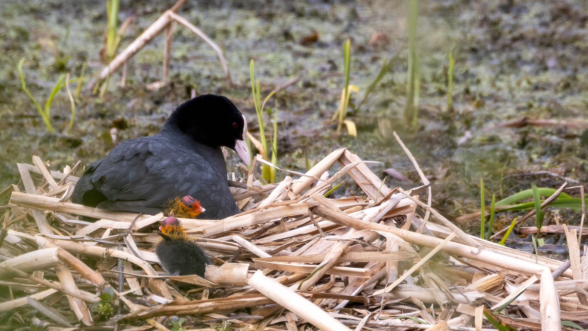 martinroper5462's tweet photo. GC grebe on eggs, 4 Coot chicks, juv. swan in the hide. Chiffchaff, Willow Warbler, Blackcap, Cetti's warbler, Sand Martin, House martin, Sparrowhawk, 2 Raven and Holly blue #Birds #Yorkshire #Wildlife #SprotbroughFlash https://t.co/9cSNKyjJ5S @YorksWildlife @SYorkshireBirds https://t.co/tzuwAgaijz