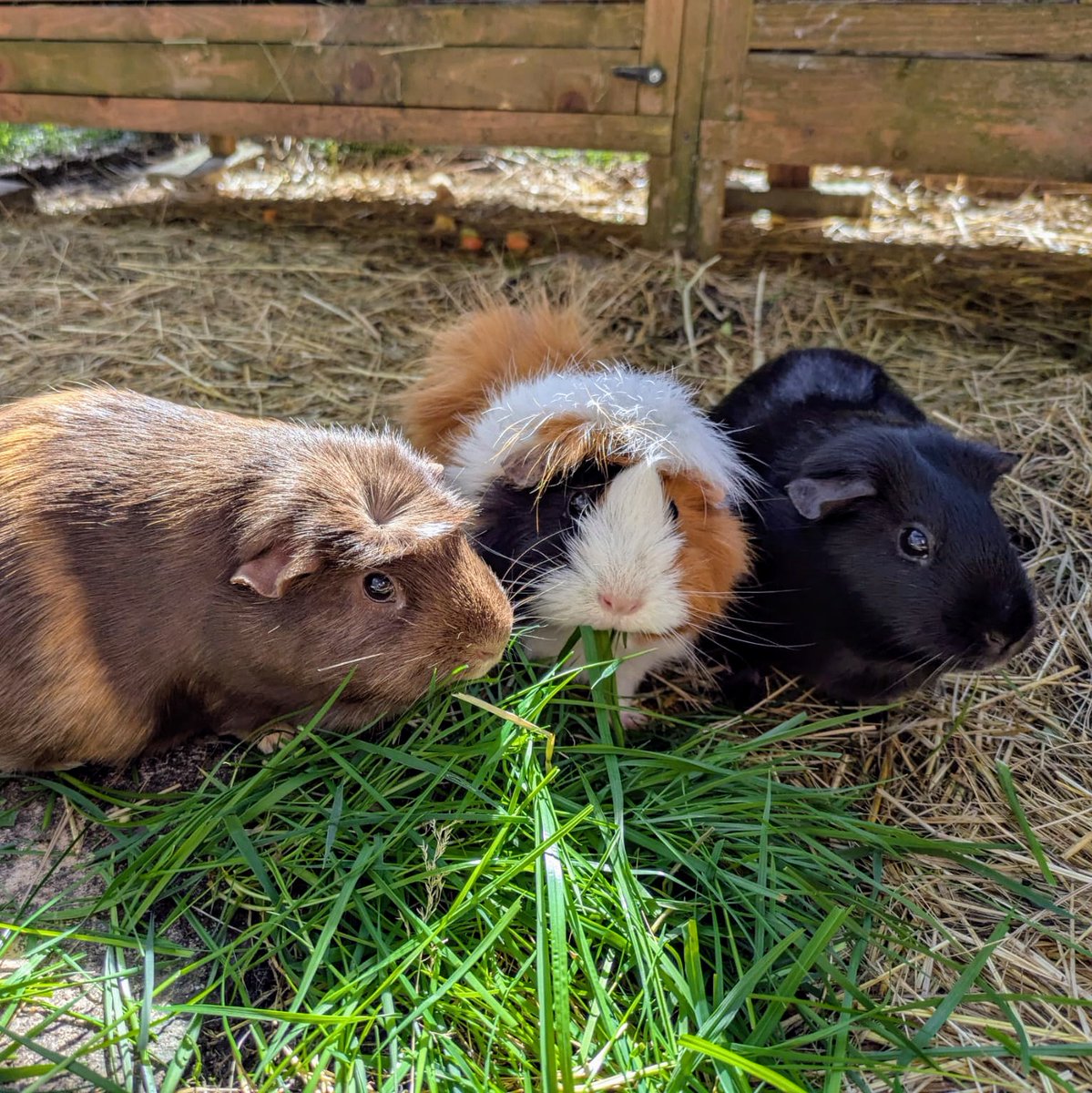 surreysqueakers's tweet photo. Happy Easter! And a perfect opportunity to introduce our newest chocolate-themed crew member Twirl (middle) https://t.co/FUFTjLZ6gl