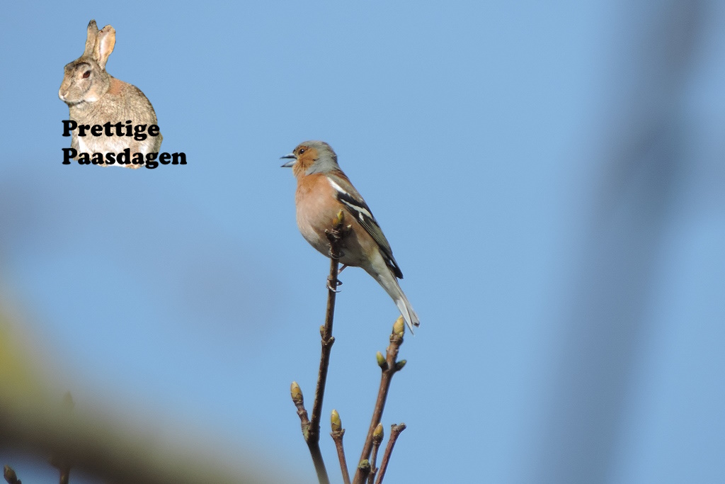 FBohemen's tweet photo. Vink. #NoordwijkseDuinen #zeereep https://t.co/4aZMcVfJo1