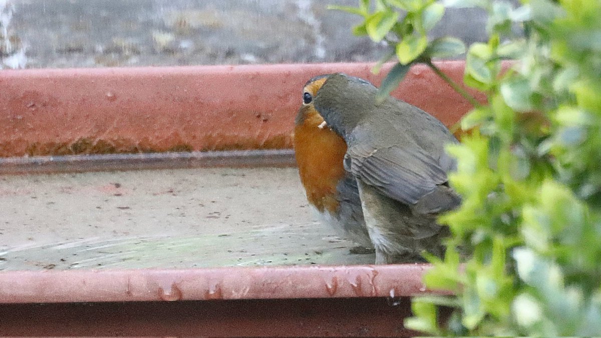 IsaVerbist's tweet photo. Robins kissing in bath 💕
(male offering his girl a mealworm)
#Robin #BirdsSeenIn2025 #robinsofX #birdphotography #ThePhotoHour #NaturePhotography #birding #TwitterNatureCommunity #birdwatching #naturelovers #birdlovers #channel169 #ddor #birdsofx #wildlifefrommywindow https://t.co/287FgUWjD5