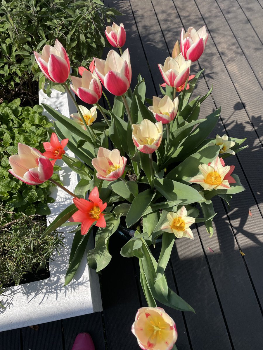 Alleluia, Christ is risen! Bulbs bought in Devon, planted and transported with us, so beautiful in our new home. #NewLife #HappyEaster