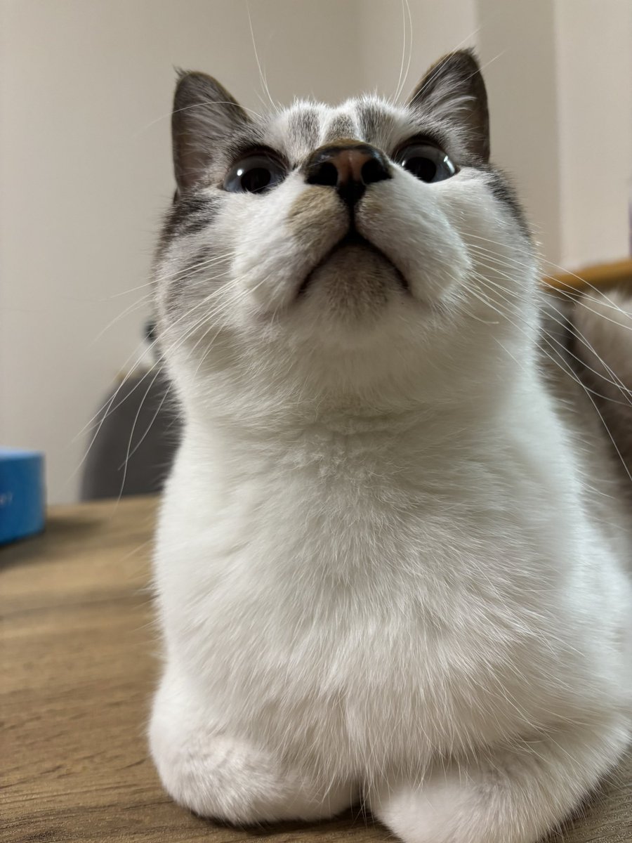 sechutom's tweet photo. ふっくらしたお口堪んないんだよねぇ

 #猫好きさ��と繋がりたい 
 #猫のいる暮らし 
 #ねこかわいいね https://t.co/0YVpUeDzvw