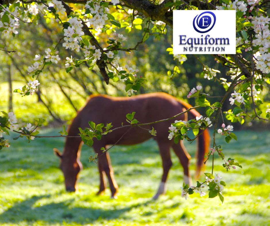 equiform's tweet image. Wishing You a Happy Easter from Equiform! 

Sending warm wishes to all our customers, horses, and four-legged friends. 

Thank you for being part of the Equiform family – here’s to a happy, healthy season ahead!