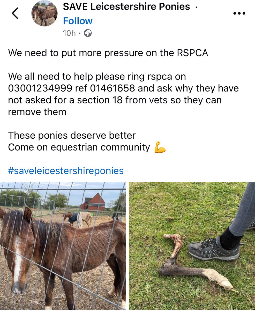 LeilaniDowding's tweet photo. Please share everywhere and call @RSPCA_official   Who as usual are absolutely useless. But let make this a high profile case . This is UNACCEPTABLE neglect. The little chestnut pony is only 3 years old. https://t.co/5YFdm4ur6d