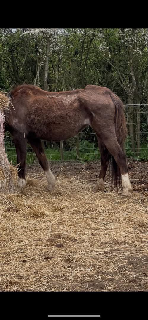 LeilaniDowding's tweet photo. Please share everywhere and call @RSPCA_official   Who as usual are absolutely useless. But let make this a high profile case . This is UNACCEPTABLE neglect. The little chestnut pony is only 3 years old. https://t.co/5YFdm4ur6d