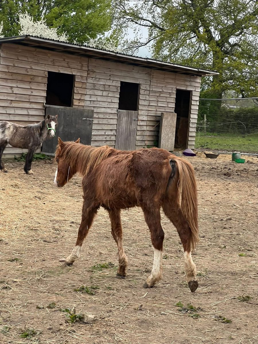 LeilaniDowding's tweet photo. Please share everywhere and call @RSPCA_official   Who as usual are absolutely useless. But let make this a high profile case . This is UNACCEPTABLE neglect. The little chestnut pony is only 3 years old. https://t.co/5YFdm4ur6d