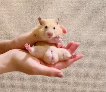 盘点2025上半年主流叙事：

第一名：抽象叙事无疑，底部买到等着发财吧，最容易出金狗的叙事，如果有名人效应直接起飞 $RFC ；

第二名：小动物叙事，虽然不像去年那么火，但是依旧潜力无穷，昨天的仓鼠的蛋蛋🥚，加上名人效应，连仿盘都做到了几百万市值 #okintama ；