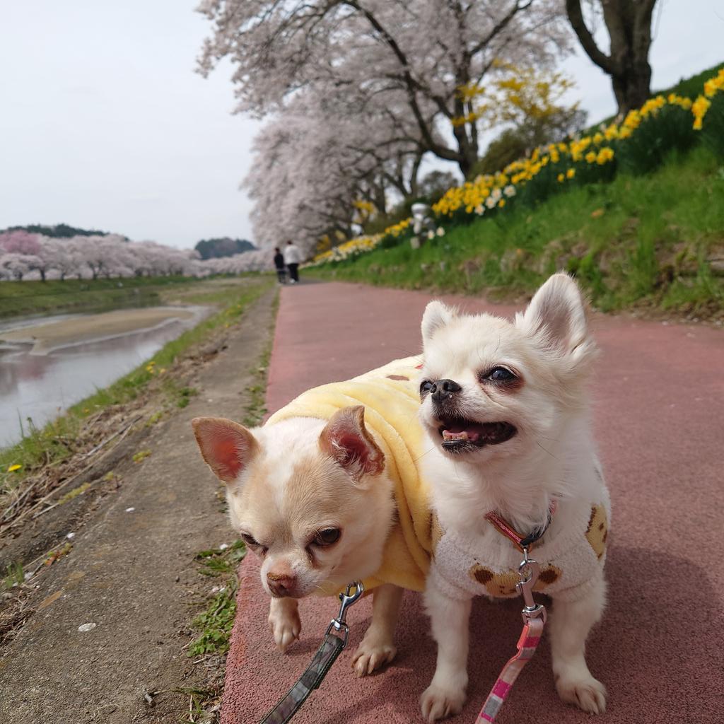 Toshio_Haruki's tweet image. こんにちワン☀️🐶🐶
千本桜だワン🌸🌸🌸

#チワワ